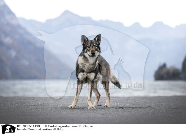 female Czechoslovakian Wolfdog / SGR-01139