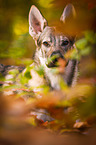 Czechoslovakian Wolf dog Portrait