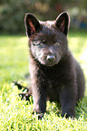sitting Czechoslovakian Wolfdog Puppy