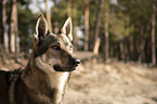 Czechoslovakian Wolfdog portrait