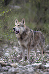 standing Czechoslovakian Wolfdog