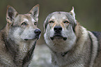 Czechoslovakian Wolfdogs portrait