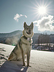 Czechoslovakian Wolfdog in the snow
