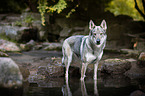 bathing Czechoslovakian Wolfdog