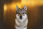 female Czechoslovakian Wolfdog