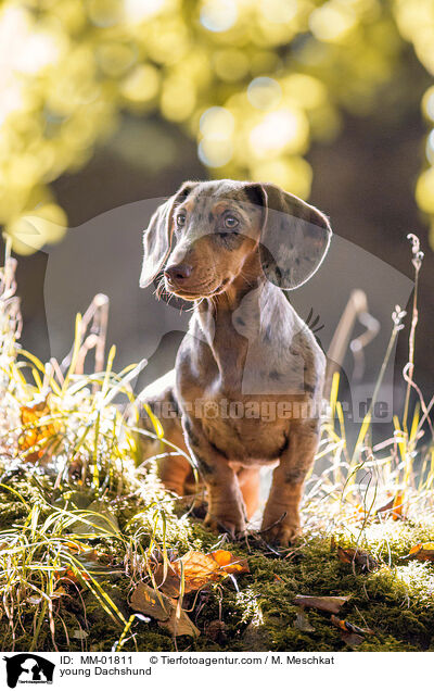 young Dachshund / MM-01811