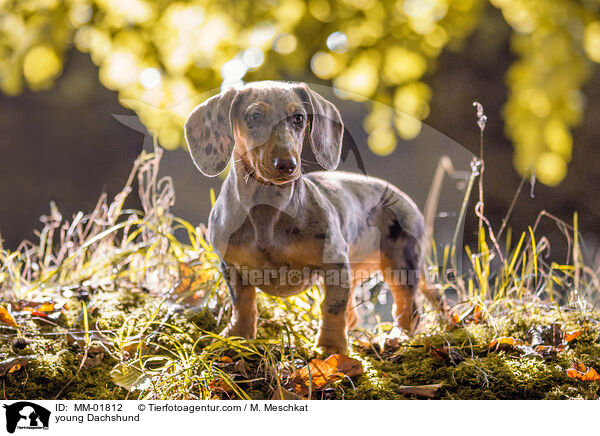 young Dachshund / MM-01812