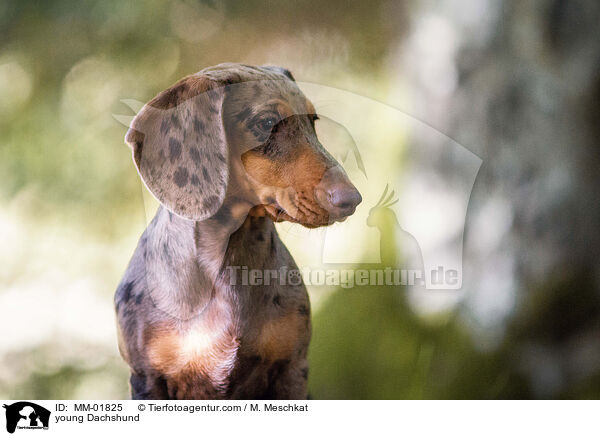 young Dachshund / MM-01825