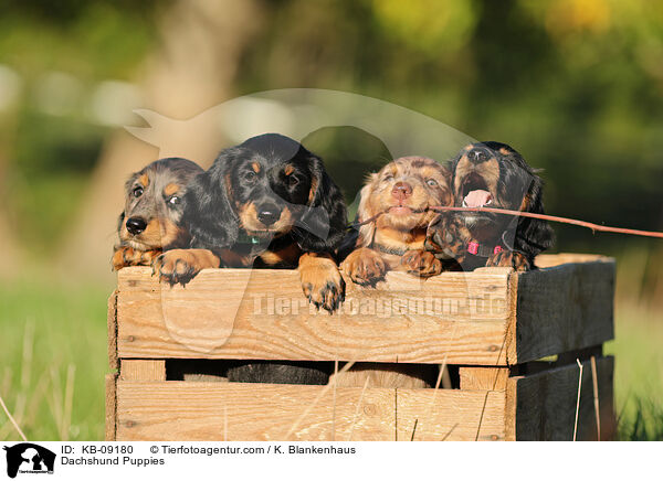 Dachshund Puppies / KB-09180