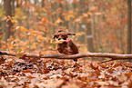 longhaired Dachshund in autumn