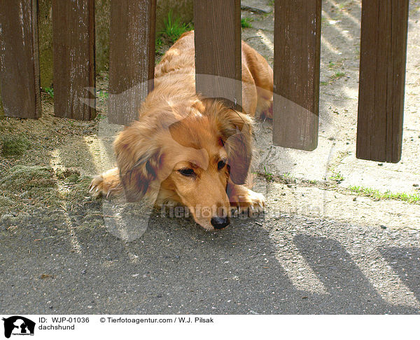 dachshund / WJP-01036