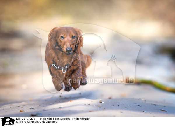 running longhaired dachshund / BS-07288