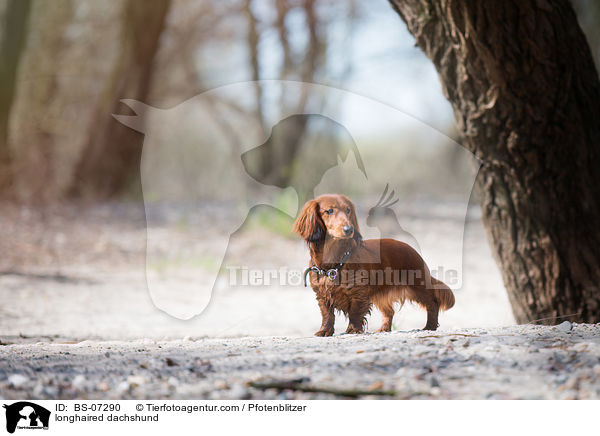 longhaired dachshund / BS-07290