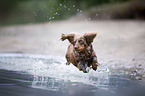 dachshund jumps into the water