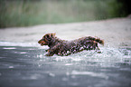 dachshund jumps into the water