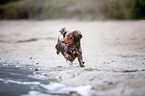 dachshund runs into the water