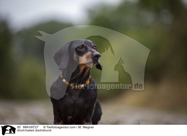 short-haired dachshund / MW-08727