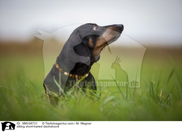 sitting short-haired dachshund / MW-08731