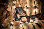 wire-haired Dachshund puppy