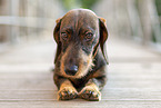 wirehaired dachshund