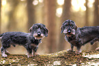 wire-haired Dachshunds