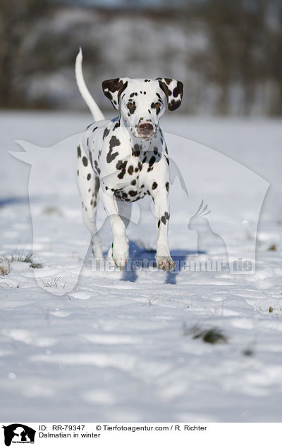 Dalmatian in winter / RR-79347