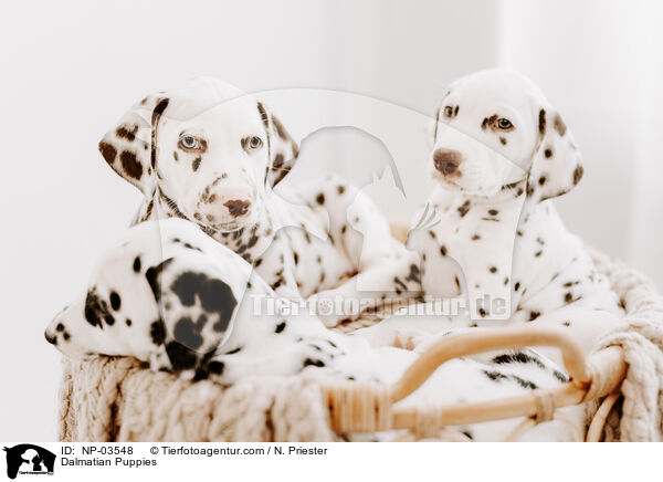 Dalmatiner Welpen / Dalmatian Puppies / NP-03548