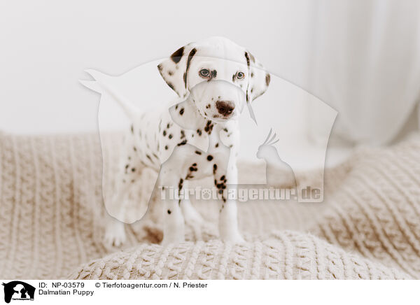Dalmatian Puppy / NP-03579