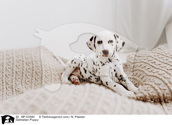 Dalmatian Puppy / NP-03580