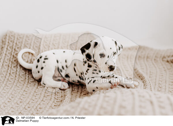 Dalmatiner Welpe / Dalmatian Puppy / NP-03584