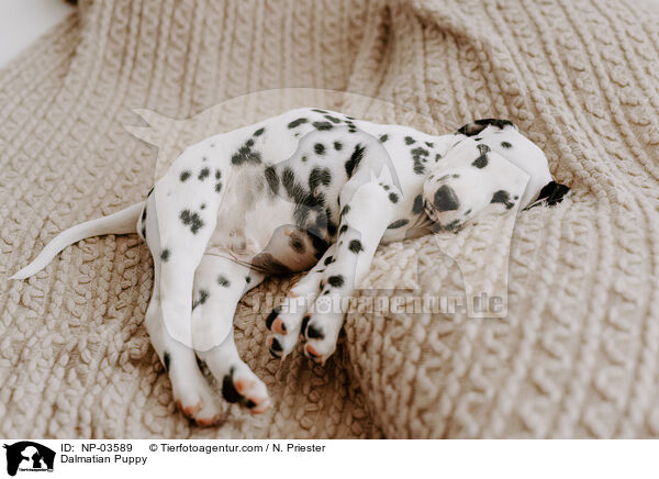 Dalmatian Puppy / NP-03589