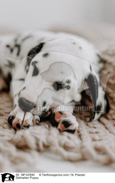 Dalmatian Puppy / NP-03590