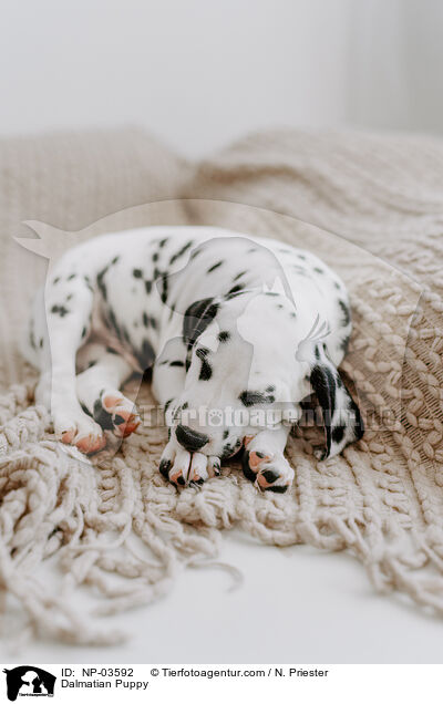Dalmatian Puppy / NP-03592