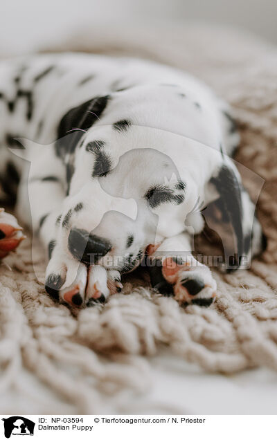 Dalmatian Puppy / NP-03594