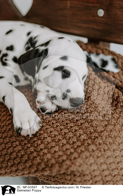 Dalmatian Puppy / NP-03597