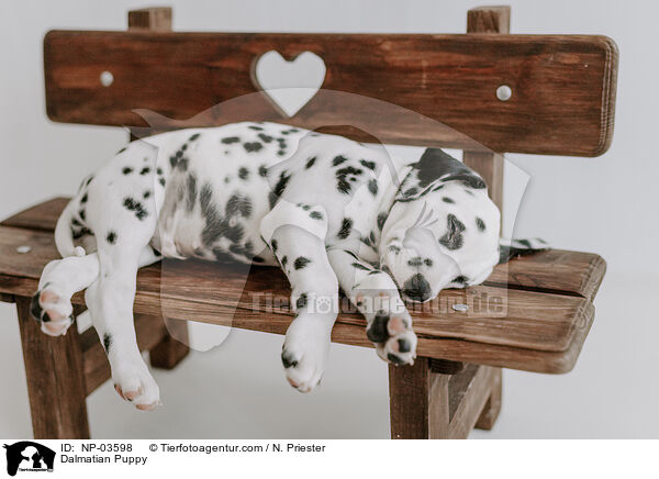 Dalmatiner Welpe / Dalmatian Puppy / NP-03598