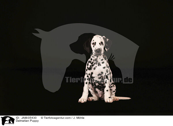 Dalmatian Puppy / JAM-05430