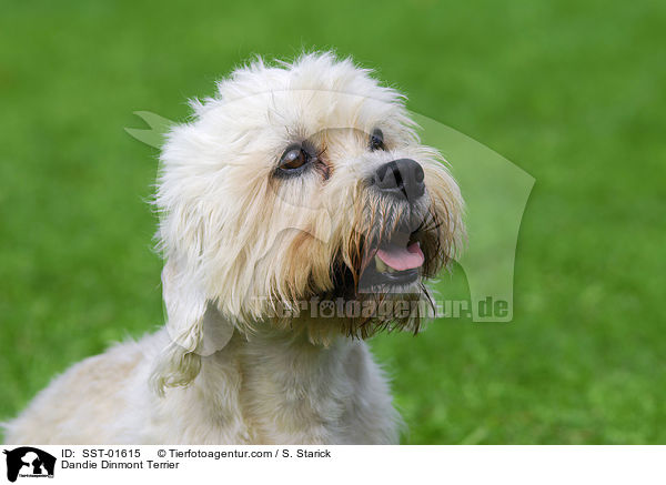 Dandie Dinmont Terrier / SST-01615