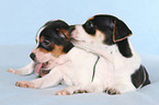 Dansk Svensk Gaardshund Puppies