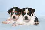 Dansk Svensk Gaardshund Puppies