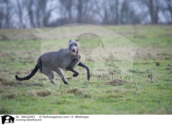 running Deerhound / AM-02863