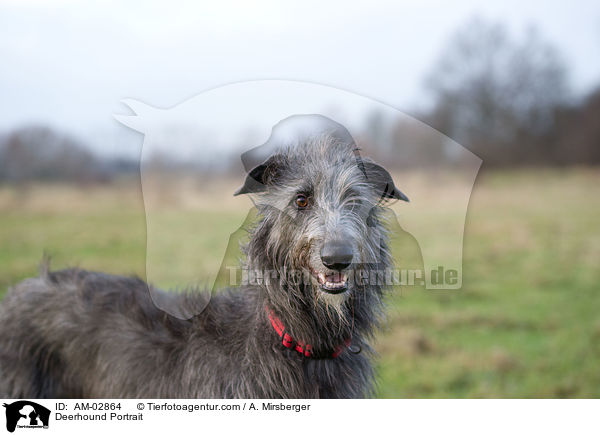 Deerhound Portrait / AM-02864
