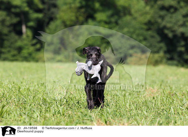 Deerhound puppy / JH-19598
