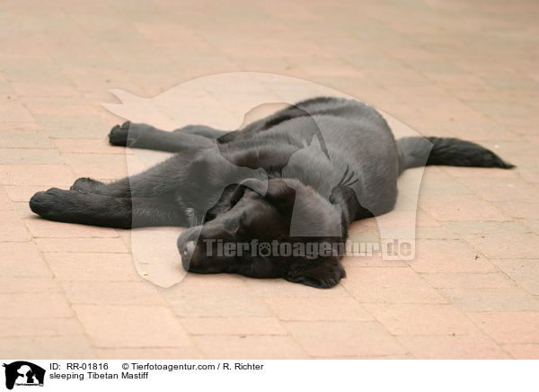 sleeping Tibetan Mastiff / RR-01816