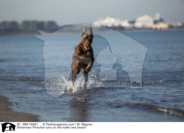 Doberman Pinscher runs on the baltic sea beach / MW-15681