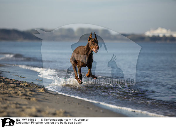 Doberman Pinscher runs on the baltic sea beach / MW-15685