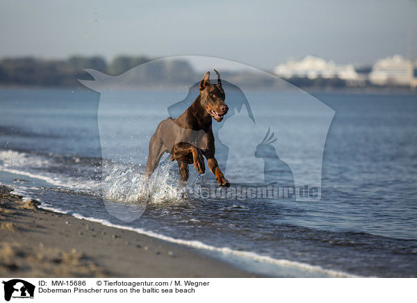 Doberman Pinscher runs on the baltic sea beach / MW-15686