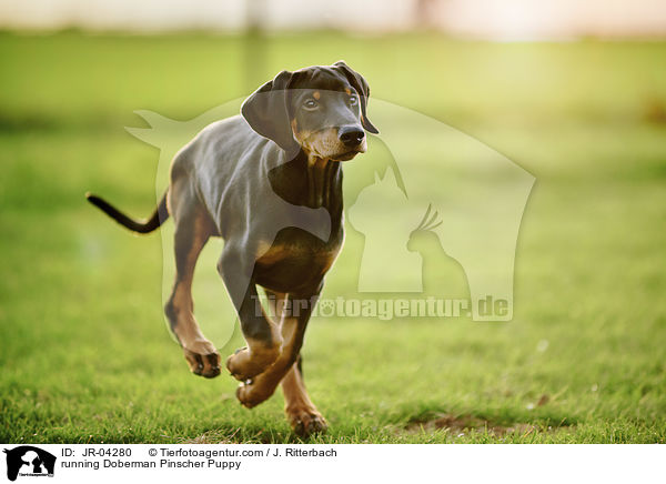 running Doberman Pinscher Puppy / JR-04280