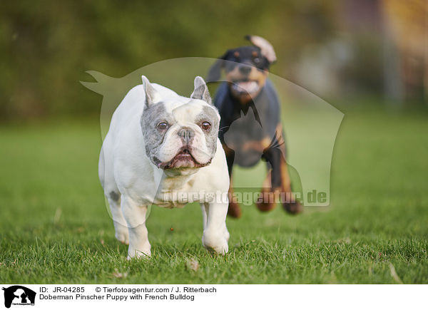 Doberman Pinscher Puppy with French Bulldog / JR-04285