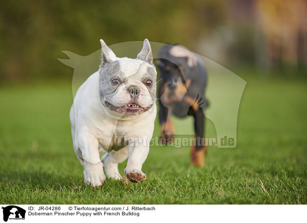 Doberman Pinscher Puppy with French Bulldog / JR-04286